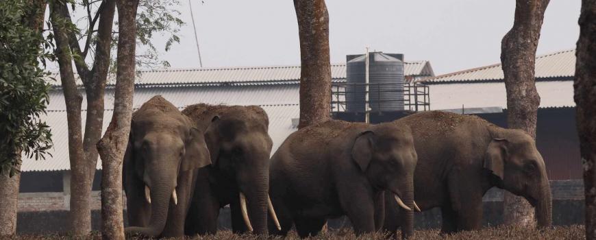 सुन्दरहरैचामा आसपासमा दिनहु हात्ती आतंक सुन्दरहरैचामा आसपासमा दिनहु हात्ती आतंक