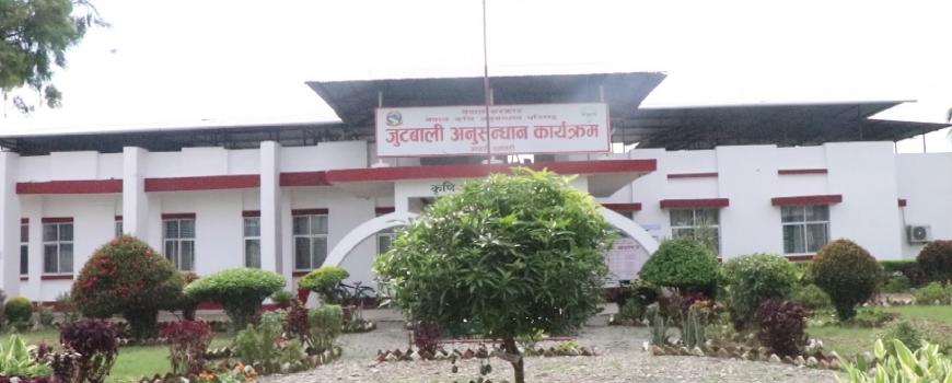 जुट बाली अनुसन्धान कार्यालय गर्‍यो थप दुई नयाँ जातको बिउ विकास