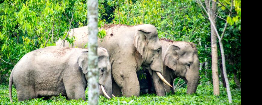 जंगली हात्तीको आक्रमणमा परी सप्तरीमा एक जनाको मृत्यु