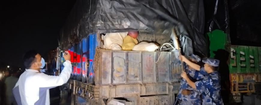 प्रहरी चौकीहरू विस्थापित भएको मौकामा लागु औषध गाँजाको तस्करी, इटहरीबाट ५ हजार किलो बरामद 
