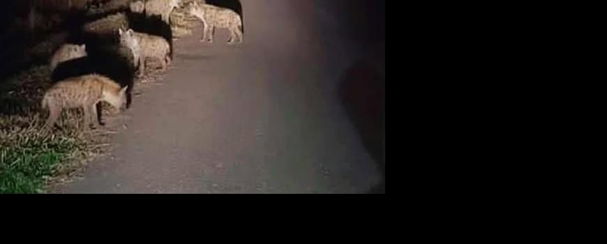 मोरङको रङ्गेलीमा नेपालमै लोपउन्मूख हाइनाको बथान देखियो मोरङको रङ्गेलीमा नेपालमै लोपउन्मूख हाइनाको बथान देखियो