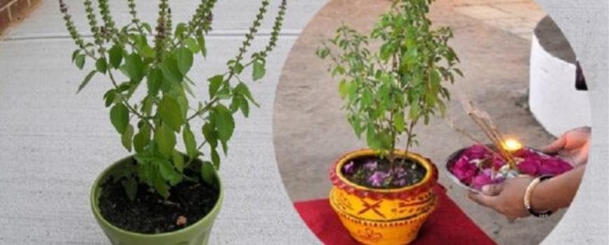 आज हरिबोधिनी एकादशी, तुलसीलाई दामोदरसँग विवाह गरिँदै आज हरिबोधिनी एकादशी, तुलसीलाई दामोदरसँग विवाह गरिँदै