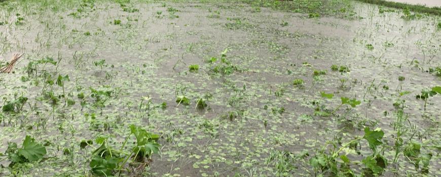 वर्षाको कारण सुनसरीमा ब्यवशायिक तरकारी खेती गरेका किसानलाई  ठुलो नोक्सानी   वर्षाको कारण सुनसरीमा ब्यवशायिक तरकारी खेती गरेका किसानलाई  ठुलो नोक्सानी