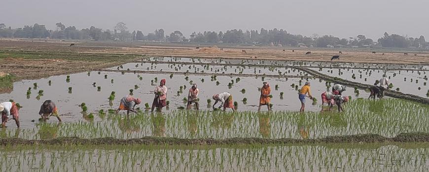 रोपाइँसँगै चुनावी गफ : ‘गाउँमा नयाँ नयाँ उम्मेदवार आएका छन्, उसैलाई भोट हाल्ने हो’