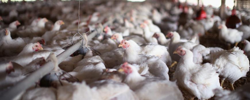 मोरङका विभिन्न स्थानमा वर्ड फ्लु सङ्क्रमण पुष्टि, सतर्कता अपनाउन आग्रह मोरङका विभिन्न स्थानमा वर्ड फ्लु सङ्क्रमण पुष्टि, सतर्कता अपनाउन आग्रह